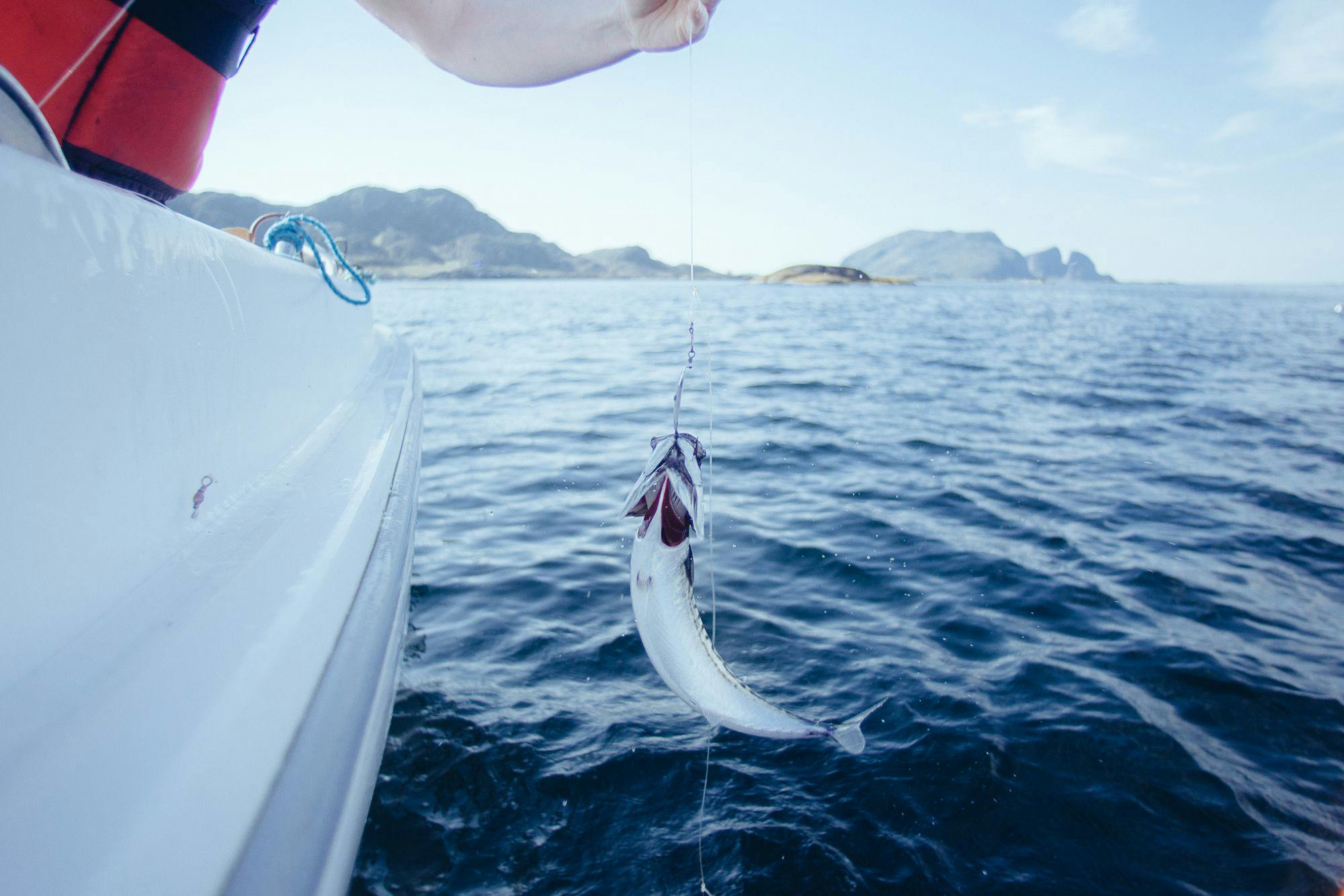 Makrell som trekkes opp i båt, med Kinnaklova i bakgrunnen